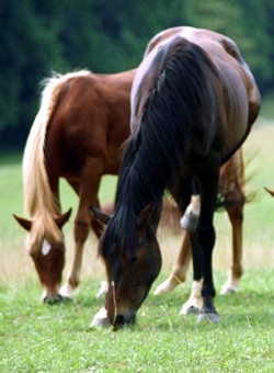 Ulcer and Stomach Problems in Horses