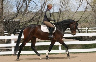 Protect Your Horse Against Reoccurring Joint Issues
