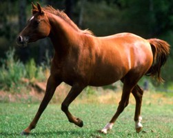 Protect Your Horse Against Reoccurring Ulcers