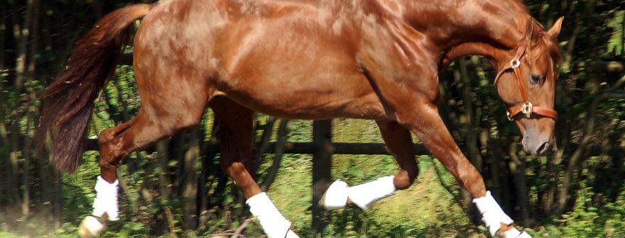 Help Your Horse Stress Less and Focus More