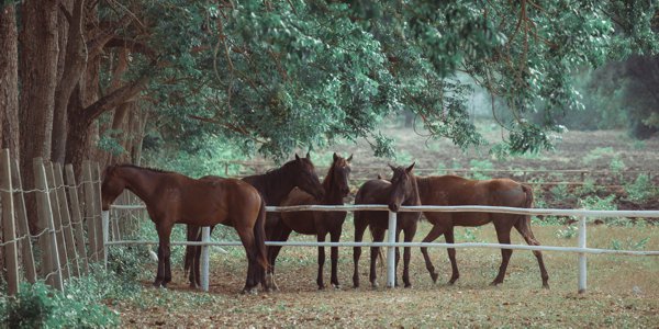 Natural Feed Nutrients for Your Horse